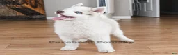 Pomsky dogs for sale: Teddy Tiny Pomsky - Ad 2