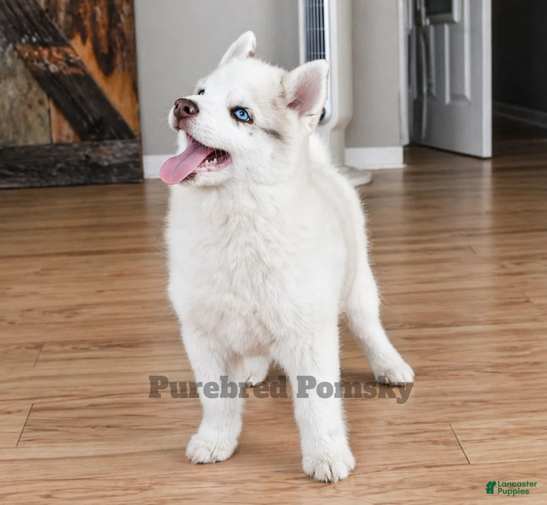 Pomsky dogs for sale: Teddy Tiny Pomsky - Ad 2