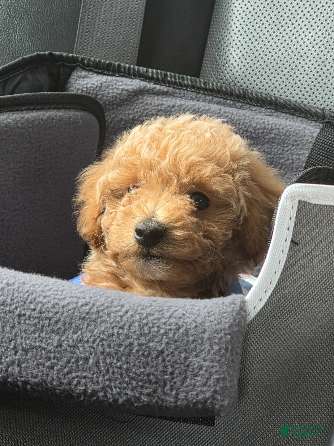 Mixed Breed dogs for sale: Mixed Breed Puppy 1 - Ad 5