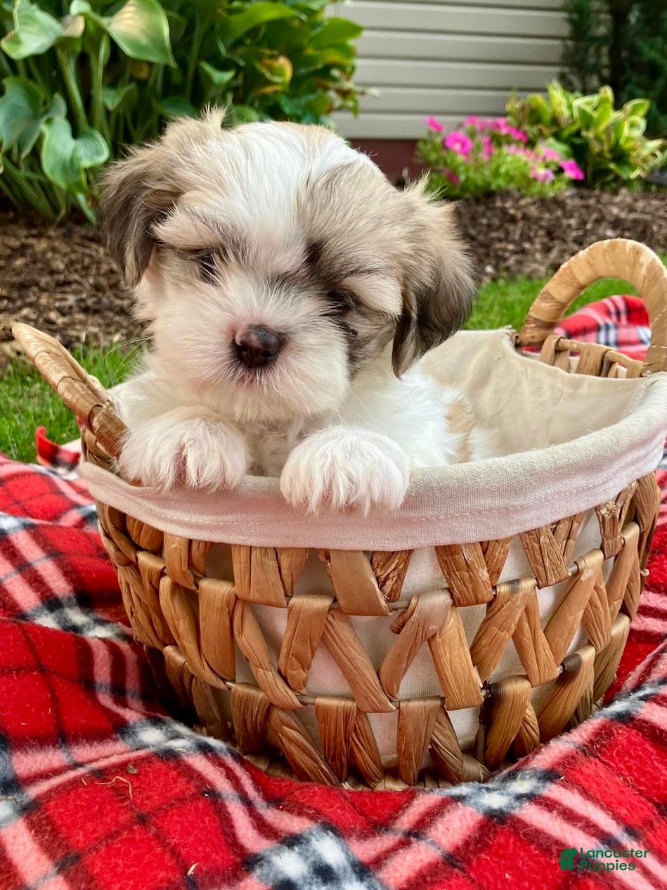 Shih Tzu dogs Skye - Ad 2