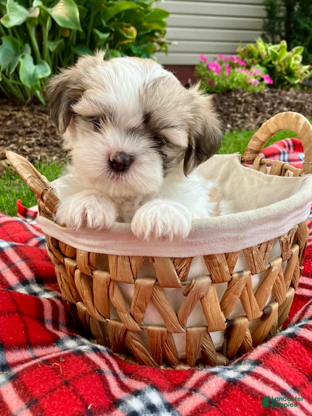 Shih Tzu dogs for sale: Skye - Ad 2