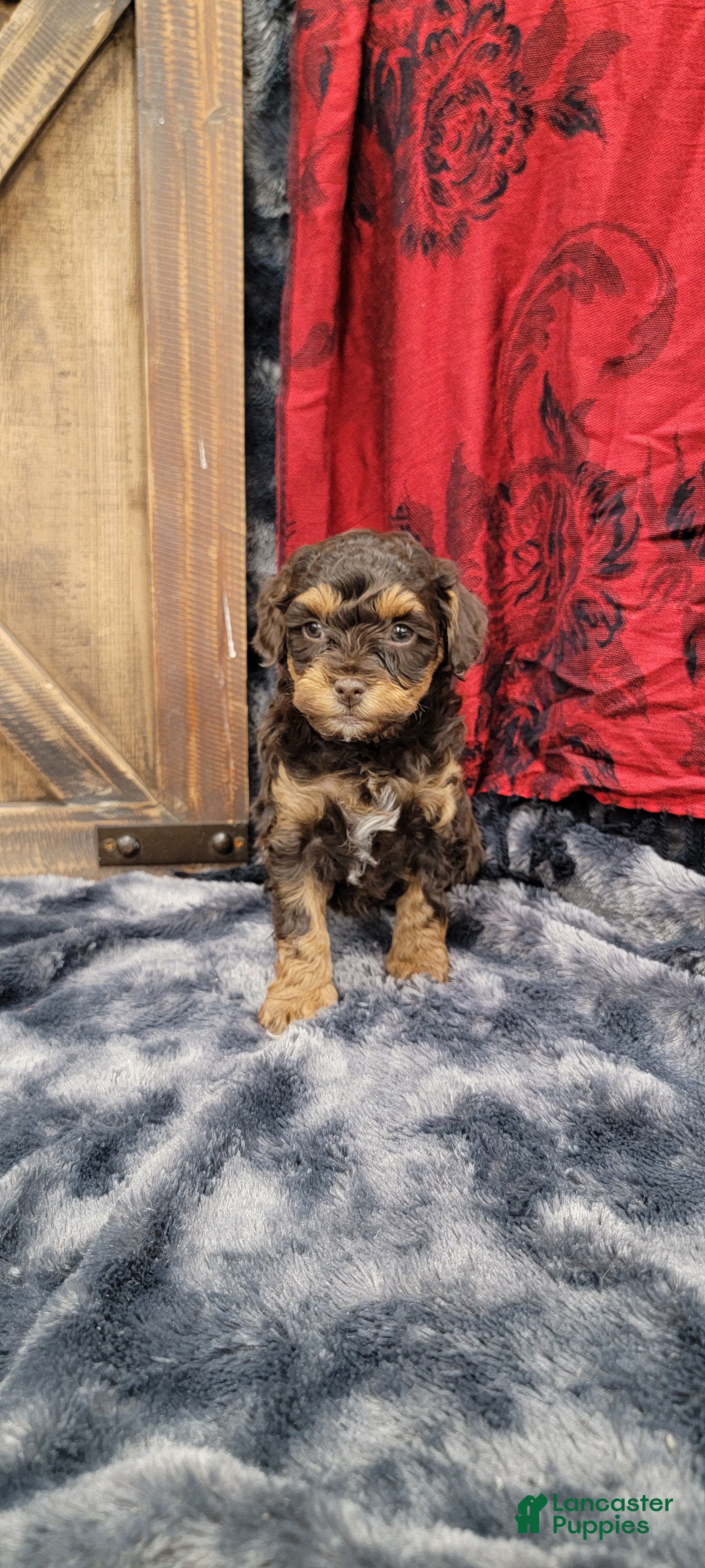 Cockapoo dogs Star - Ad 2