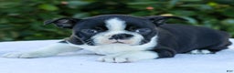 Boston Terrier dogs for sale: Charlie  - Ad 1