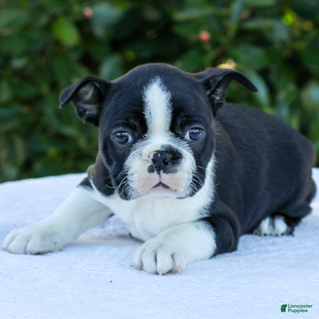 Boston Terrier dogs for sale: Charlie  - Ad 1