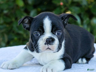 Boston Terrier dogs Charlie - Ad 25