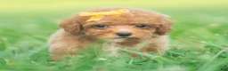 Toy Poodle dogs for sale: Bixby AKC - Ad 3