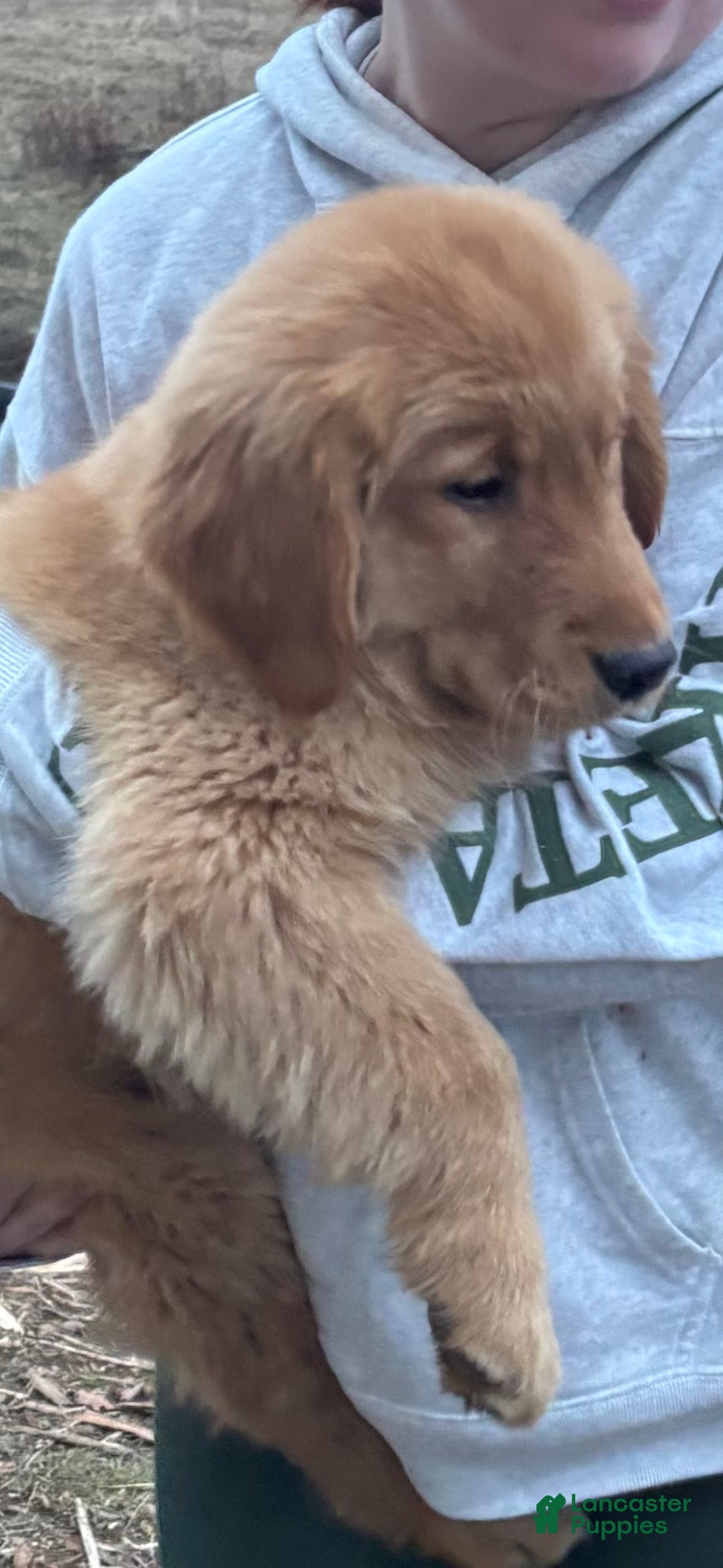 Golden Retriever dogs for sale: Bear  - Ad 3