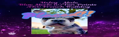 Uxley “Purple”Collar, Male