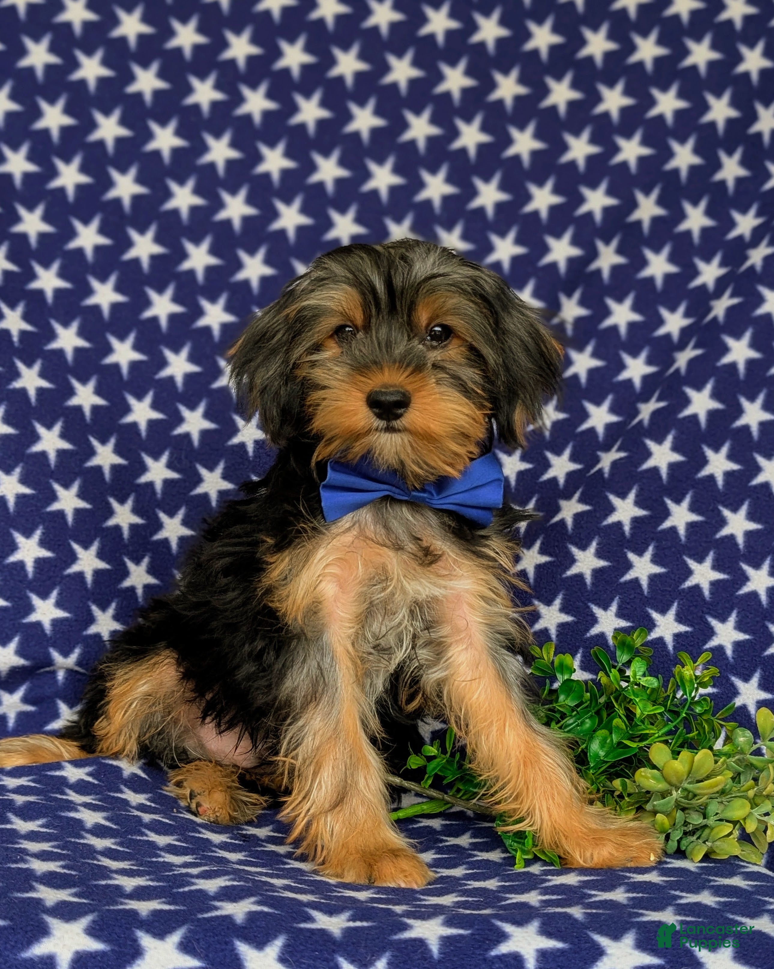 Shorkie dogs Lowell 7 lbs Full Grown - Ad 2