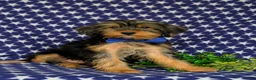 Shorkie dogs for sale: Lowell 7 lbs Full Grown - Ad 2