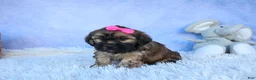 Shorkie dogs for sale: SADIE - Ad 16