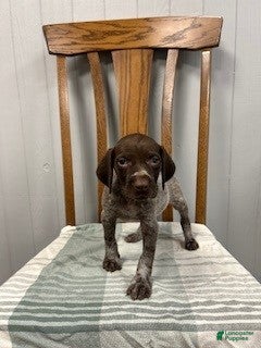 German Shorthaired Pointer dogs Gracie - Ad 1