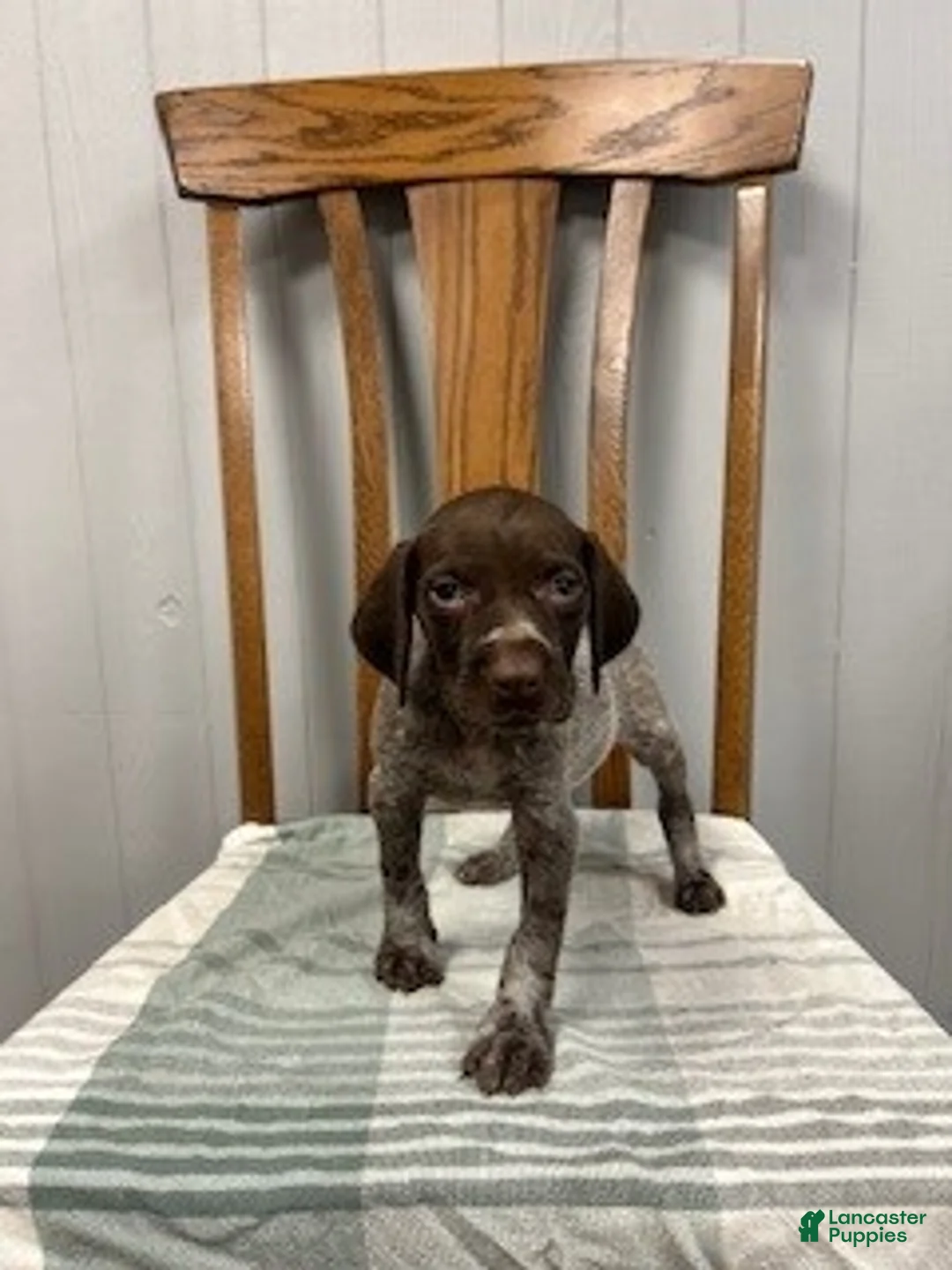 German Shorthaired Pointer dogs for sale: Gracie - Ad 1