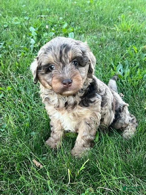 Mini Aussiedoodle dogs Nutmeg Miniature Aussiedoodle  - Ad 2