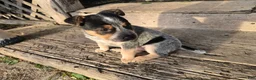 Australian Cattle Dog dogs for sale: Bluey - Ad 4