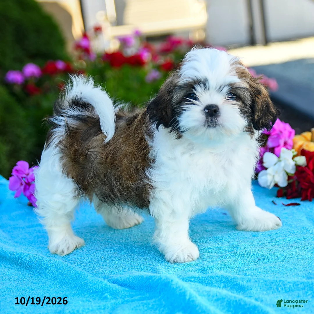 Shih Tzu dogs for sale: Andrea - Ad 2