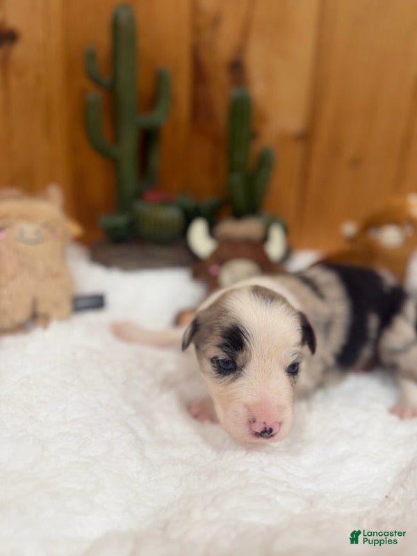 Border Collie dogs Girl 7 - Ad 38