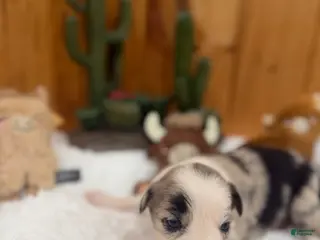 Border Collie dogs Girl 7 - Ad 38