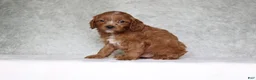 Cavapoo dogs for sale: Beau - Ad 3