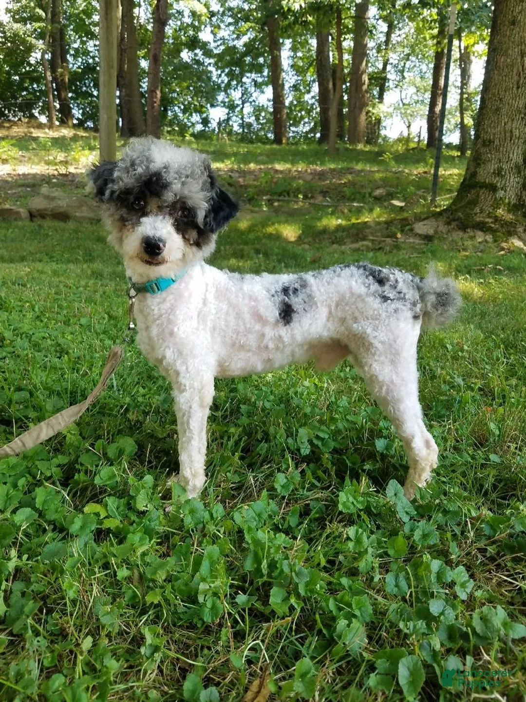 Cavapoo dogs for sale: Lucy - Ad 16