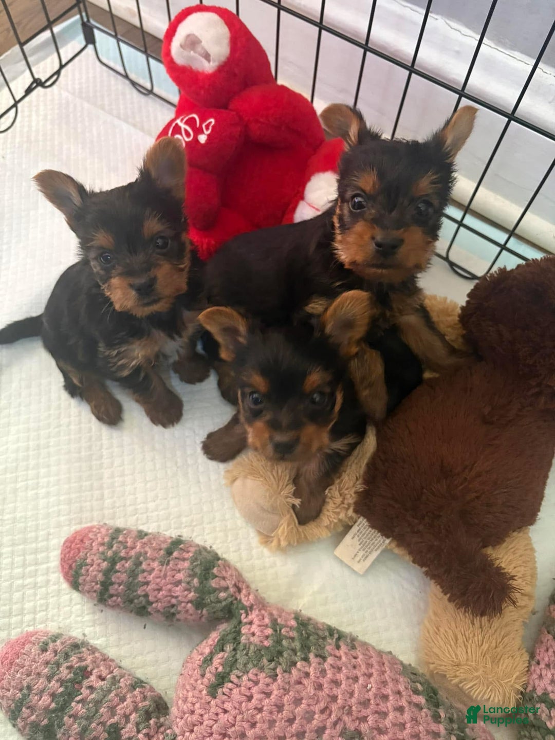 Yorkshire Terrier dogs for sale: Yorkshire Terrier Puppy 2 - Ad 4