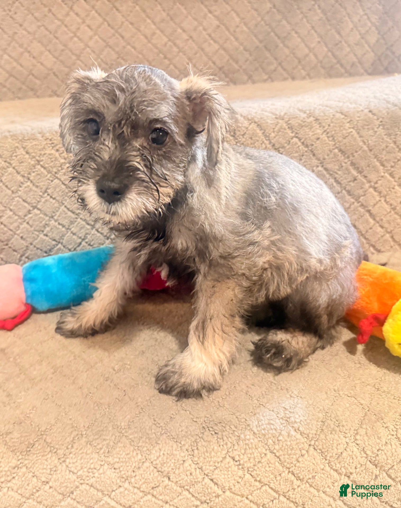 Miniature Schnauzer dogs Miniature Schnauzer 5 - Ad 27