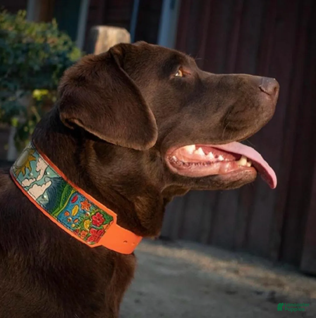 Labrador Retriever dogs for sale: Koda - Ad 4