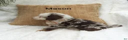 Mini Bernedoodle dogs for sale: Mason  - Ad 10