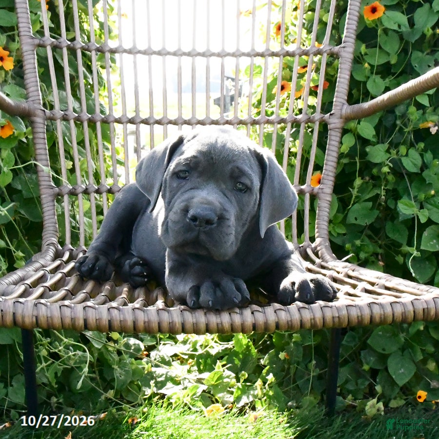Cane Corso dogs for sale: Cooper - Ad 1