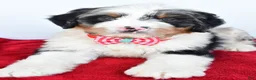 Mini Bernedoodle dogs for sale: Liam - Ad 6