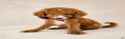 Mini Goldendoodle dogs for sale: Scout – Petite Mini Goldendoodle – Special $895 - Ad 2