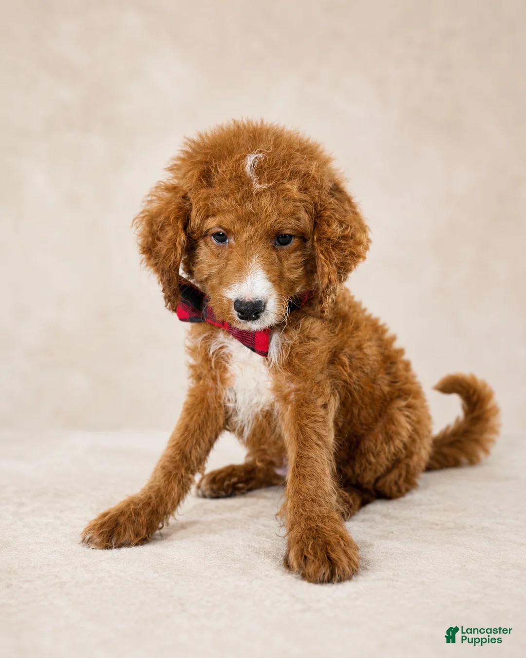 Mini Goldendoodle dogs for sale: Scout – Petite Mini Goldendoodle – Special $895 - Ad 2