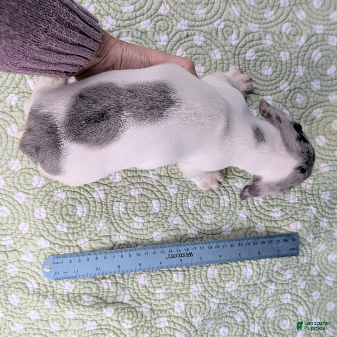 Miniature Dachshund dogs for sale: Sweet Potato - Ad 10