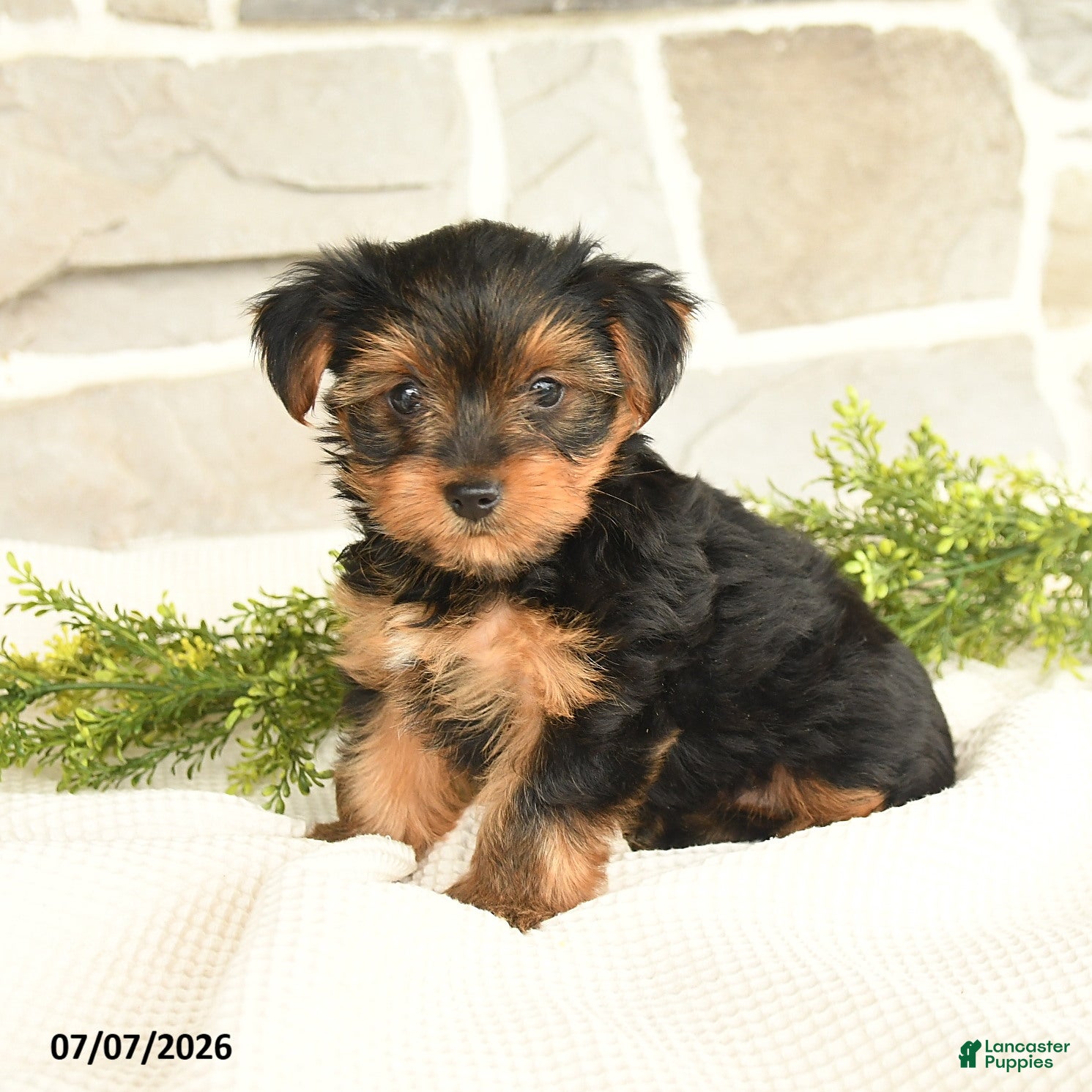 Yorkshire Terrier dogs Shasta - Ad 2