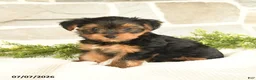 Yorkshire Terrier dogs for sale: Shasta - Ad 2