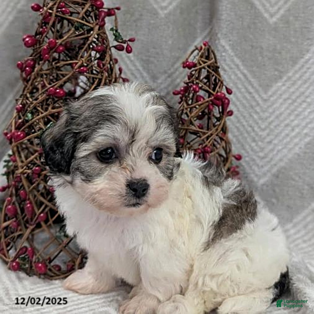 Teddy Bear dogs for sale: Izzy - Ad 4