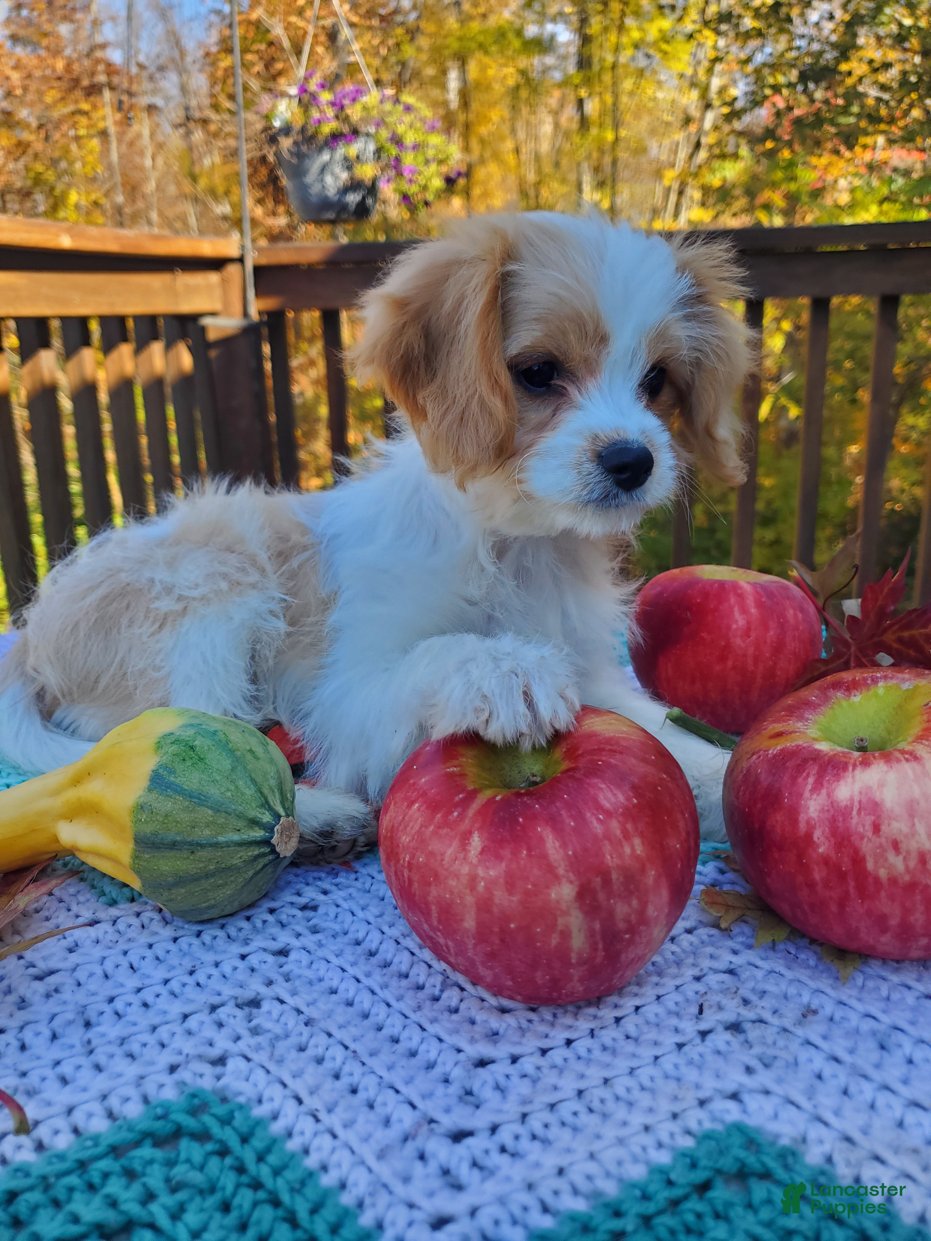 Cavachon dogs for sale: Brownie - Ad 1