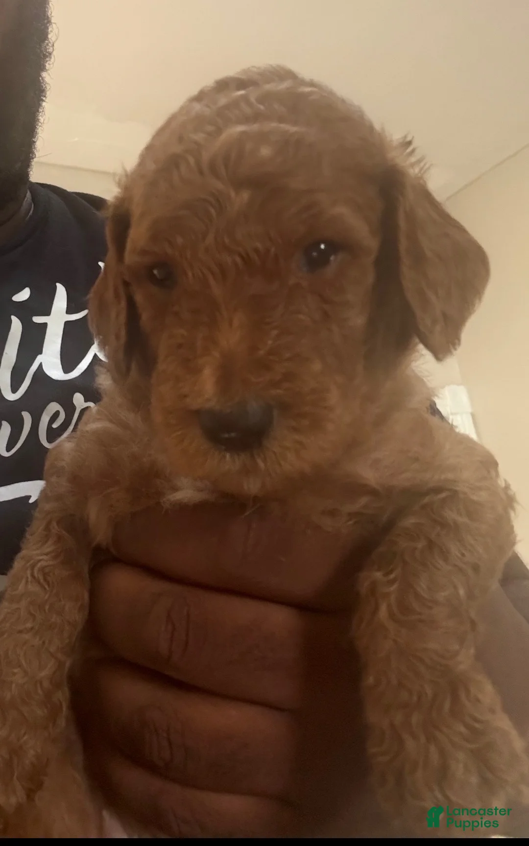 Goldendoodle dogs for sale: Girl 3 - Ad 1