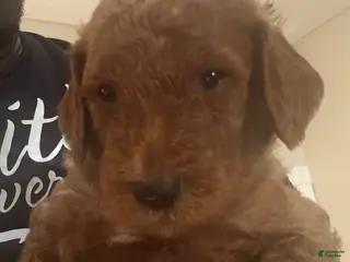 Goldendoodle dogs Girl 3 - Ad 11