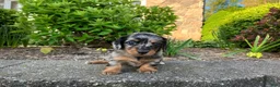 Miniature Dachshund dogs for sale: AKC-Hero - Ad 8