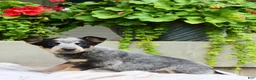 Australian Cattle Dog dogs for sale: Callie - Ad 3