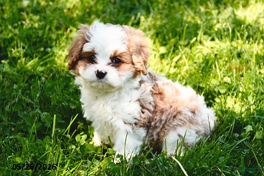 Cavapoo dogs for sale: Amos - Ad 6