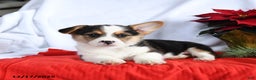 Welsh Corgi Pembroke dogs for sale: Randy - Ad 3