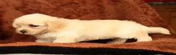 Maltipoo dogs for sale: Charlie - Ad 5