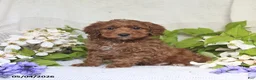 Cockapoo dogs for sale: Joey - Ad 1