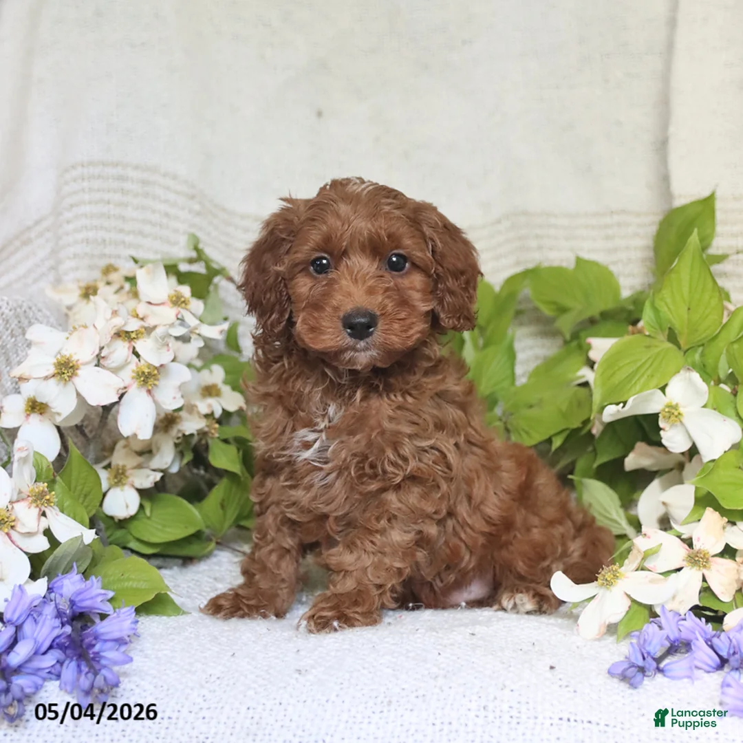 Cockapoo dogs for sale: Joey - Ad 1