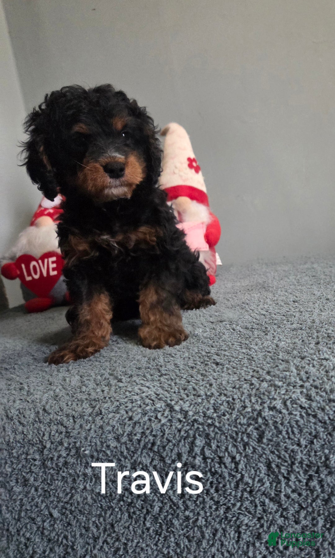 Cavapoo dogs for sale: Travis - Ad 2