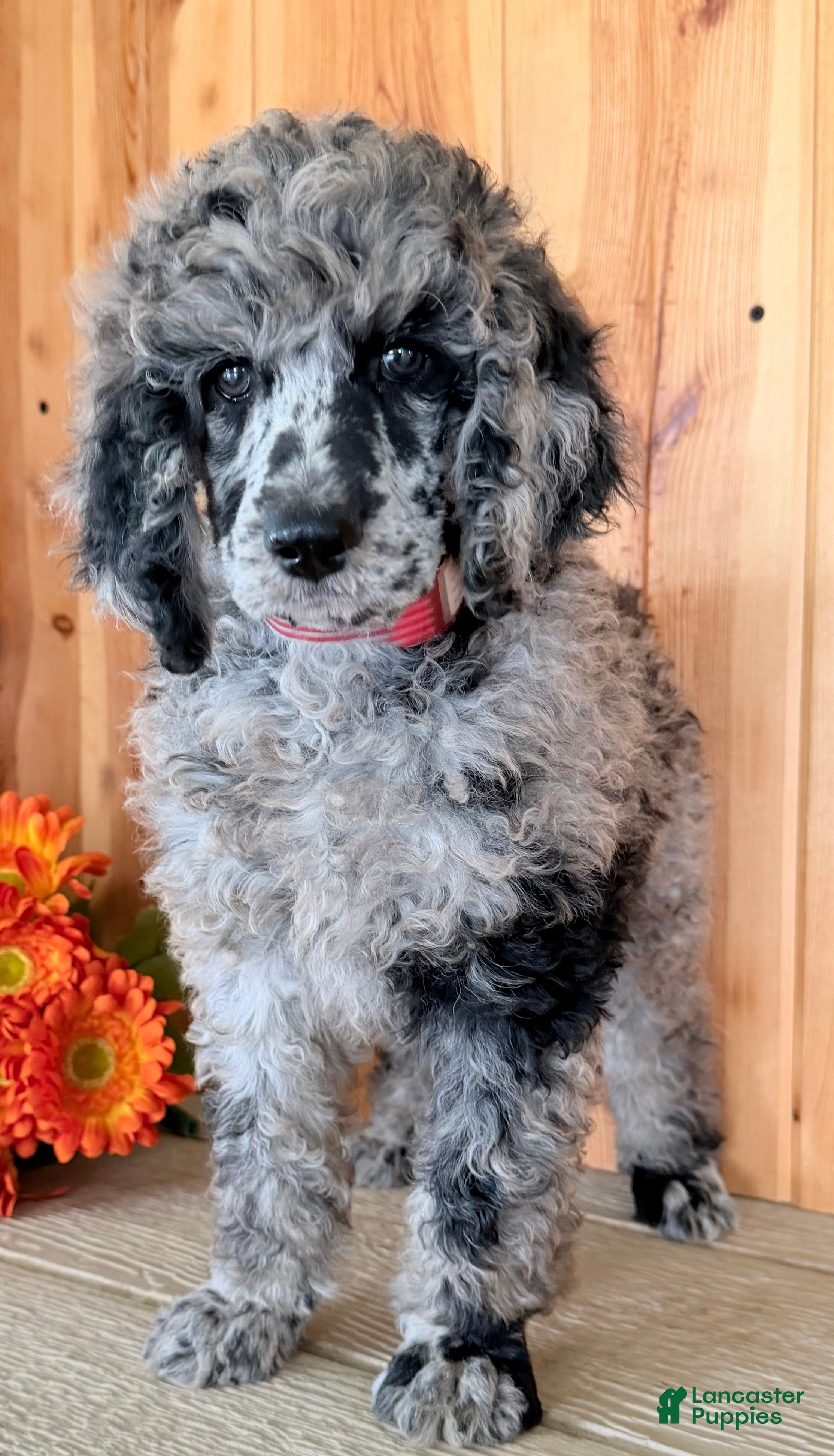 Standard Poodle dogs Zeek  - Ad 2