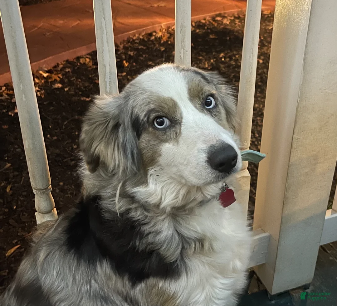 Australian Shepherd dogs for sale: Australian Shepherd Puppy - Tan Collar - Ad 6