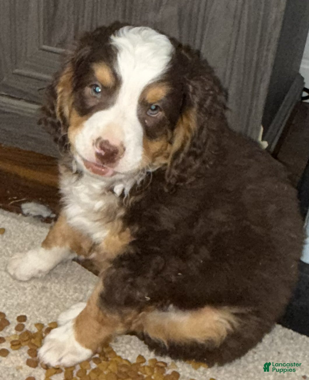 Mini Bernedoodle dogs Alfie  - Ad 2